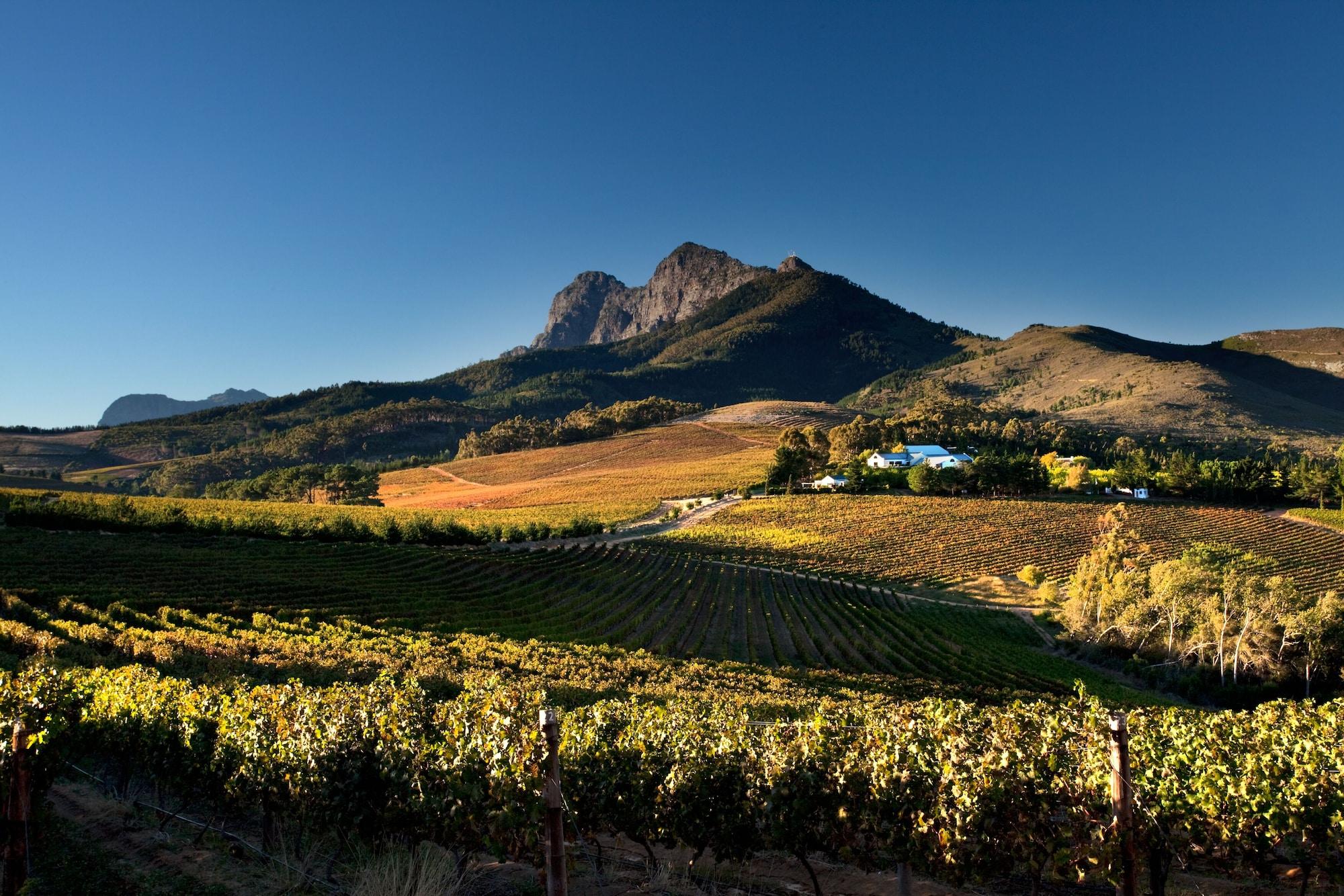 Marianne Wine Estate Bed and Breakfast Στέλενμπος Εξωτερικό φωτογραφία