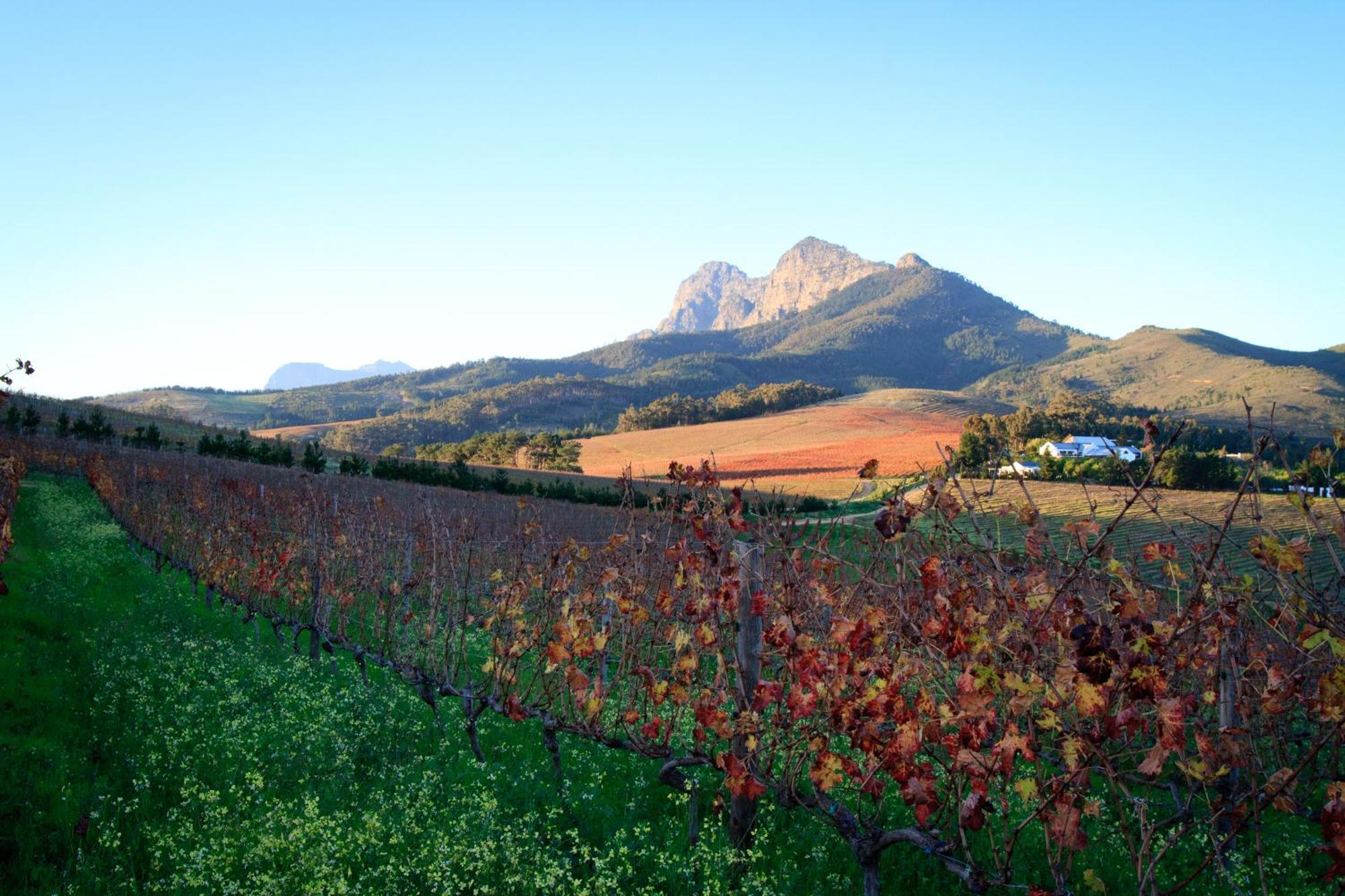 Marianne Wine Estate Bed and Breakfast Στέλενμπος Εξωτερικό φωτογραφία